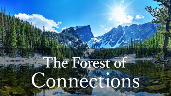The Fores of Connections